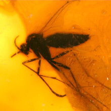 Amber with enclosed insect