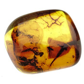 Baltic amber with enclosed mosquito