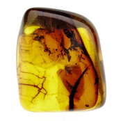 Baltic amber with enclosed mosquito