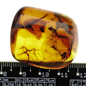 Baltic amber with enclosed mosquito