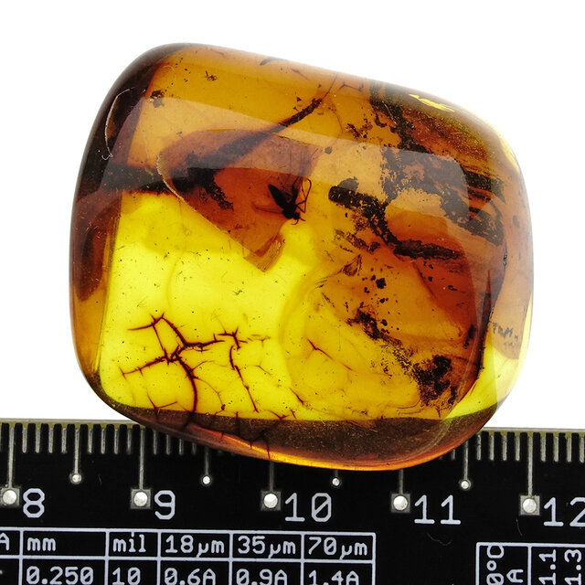 Baltic amber with enclosed mosquito