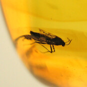 Baltic amber pendant with enclosed insect