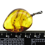 Baltic amber pendant with enclosed insect