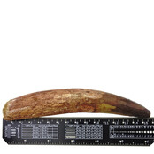 Echte dinosaurus tand van de spinosaurus 15 cm