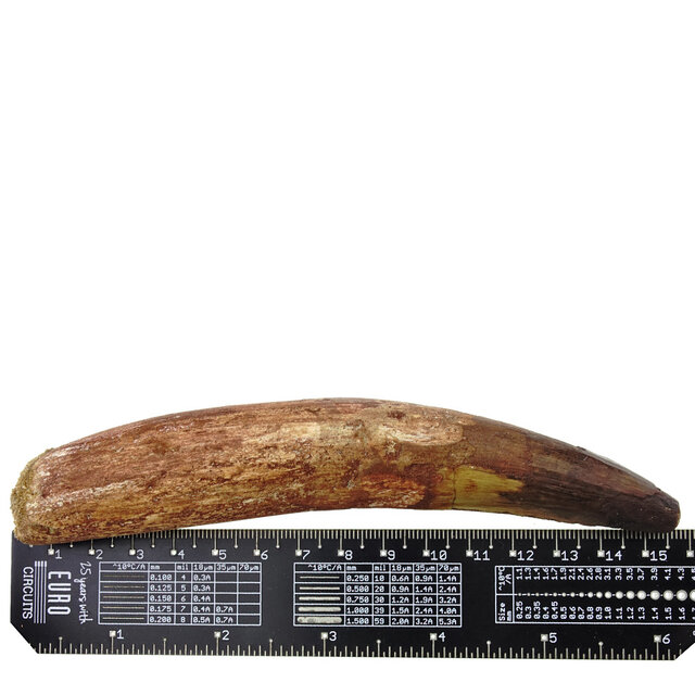 Echter Dinosaurierzahn des Spinosaurus 15 cm