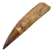 Real dinosaur tooth of the spinosaurus 13 cm
