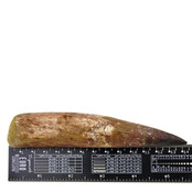 Real dinosaur tooth of the spinosaurus 13 cm