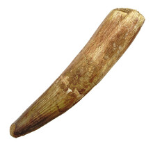 Echte dinosaurus tand van de spinosaurus 13 cm