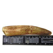 Echter Dinosaurierzahn des Spinosaurus 13 cm