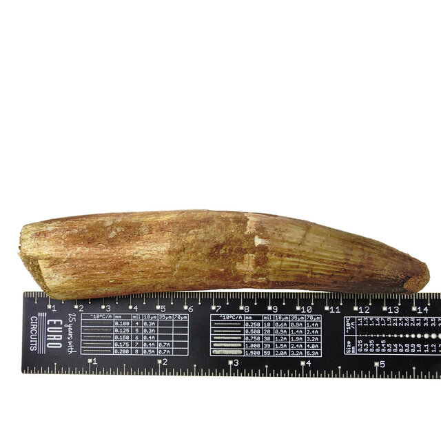 Echter Dinosaurierzahn des Spinosaurus 13 cm