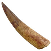Echter Dinosaurierzahn des Spinosaurus 12,5 cm