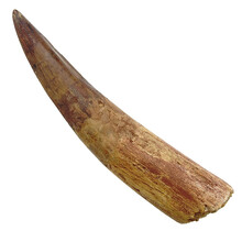 Real dinosaur tooth of the spinosaurus 12,5 cm