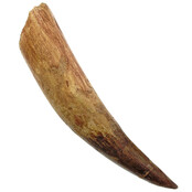 Echter Dinosaurierzahn des Spinosaurus 12,5 cm