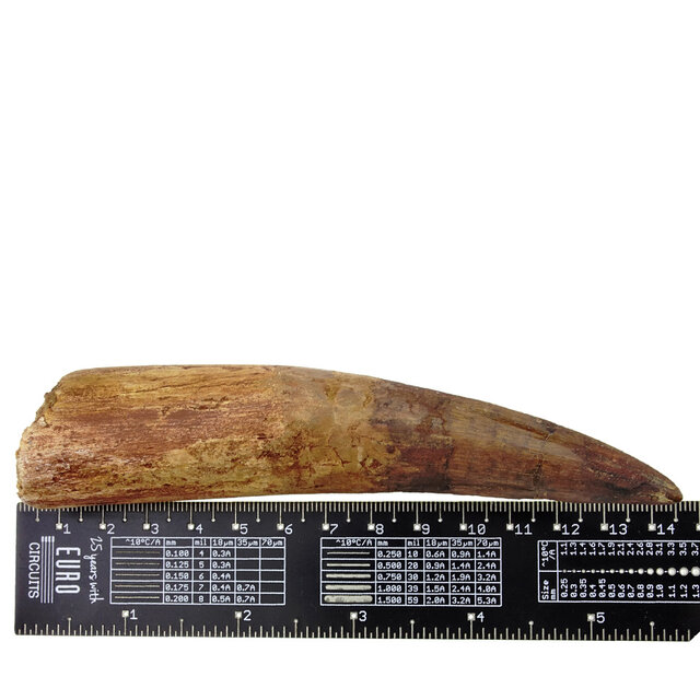 Echte dinosaurus tand van de spinosaurus 12,5 cm