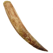 Echter Dinosaurierzahn des Spinosaurus 14 cm