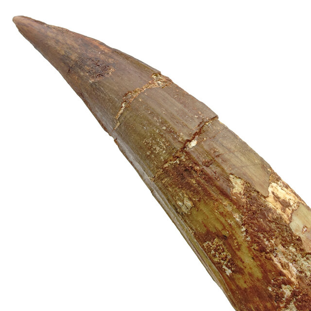 Echter Dinosaurierzahn des Spinosaurus 14 cm