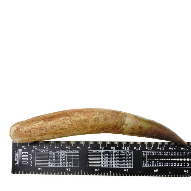 Real dinosaur tooth of the spinosaurus 14 cm