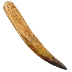 Spinosaurus tooth