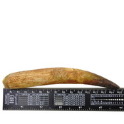 Real dinosaur tooth of the spinosaurus 14 cm