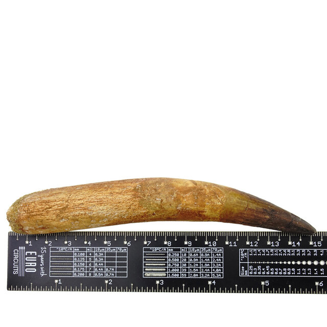 Echte dinosaurus tand van de spinosaurus 14 cm