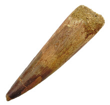 Real dinosaur tooth of the spinosaurus 11 cm