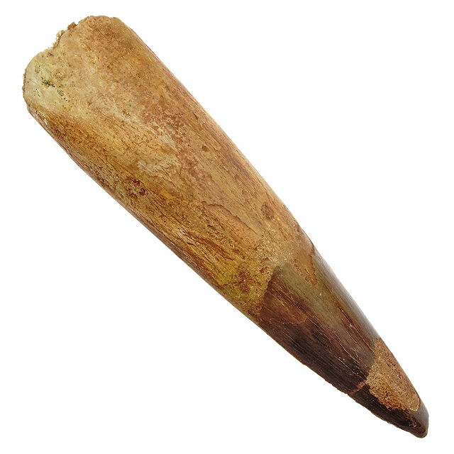 Echte dinosaurus tand van de spinosaurus 11 cm