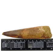 Echter Dinosaurierzahn des Spinosaurus 11 cm