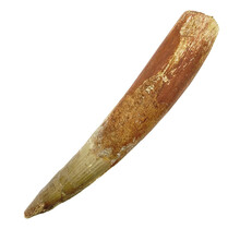 Echter Dinosaurierzahn des Spinosaurus 11 cm