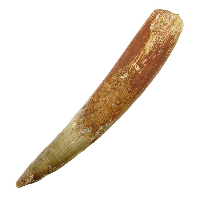 Echte dinosaurus tand van de spinosaurus 11 cm