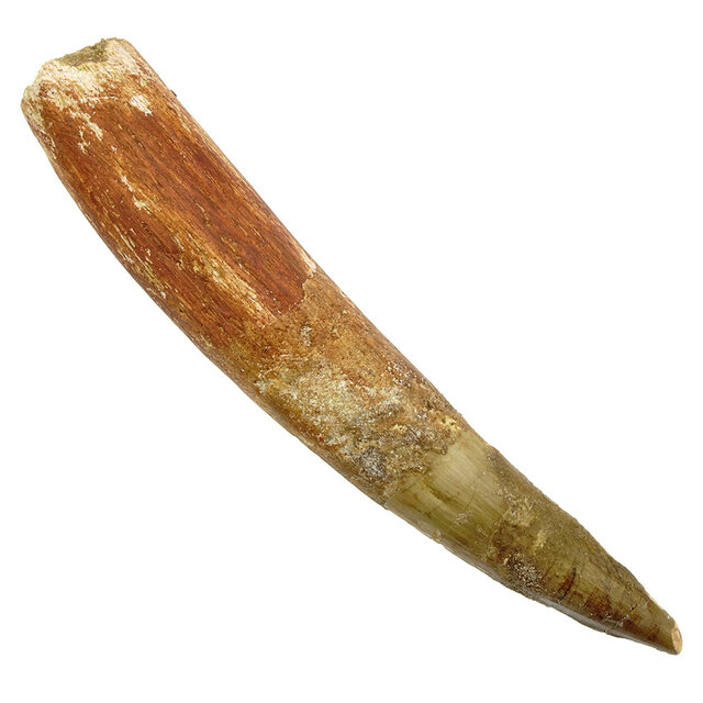 Real dinosaur tooth of the spinosaurus 11 cm