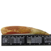 Echte dinosaurus tand van de spinosaurus 11 cm