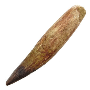 Spinosaurus tooth
