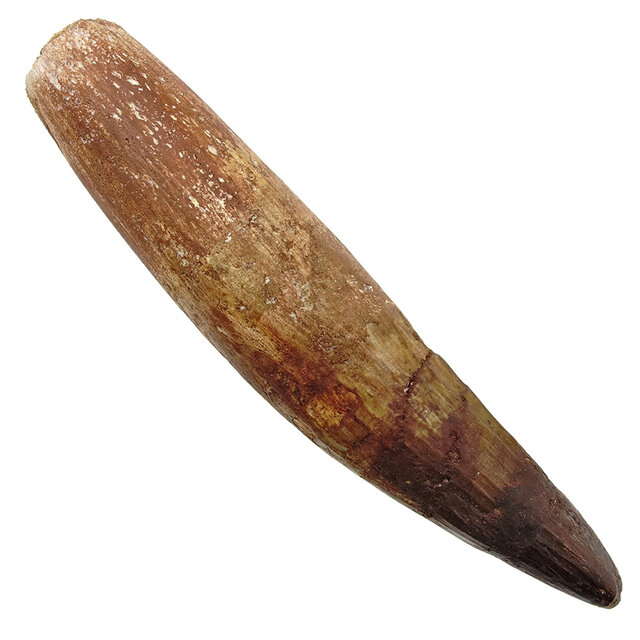 Real dinosaur tooth of the spinosaurus 13 cm