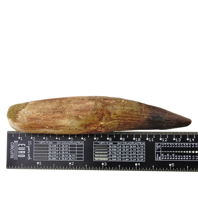Echter Dinosaurierzahn des Spinosaurus 13 cm