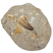 Tooth of the mosasaur in matrix
