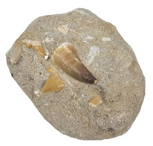 Tooth of the mosasaur in matrix