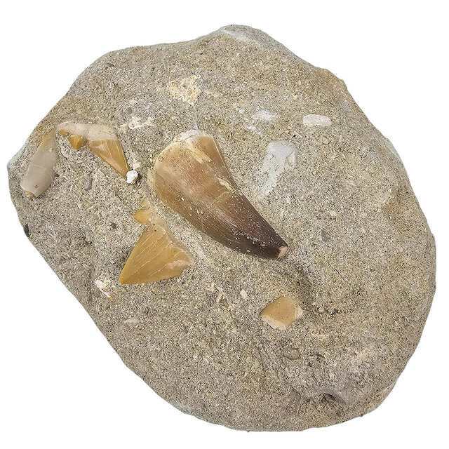 Tooth of the mosasaur in matrix