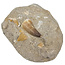 Tooth of the mosasaur in matrix