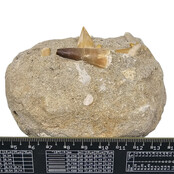 Tooth of the mosasaur in matrix