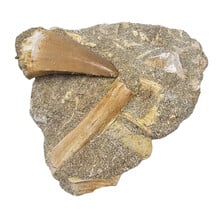 Zahn des Mosasauriers in Matrix