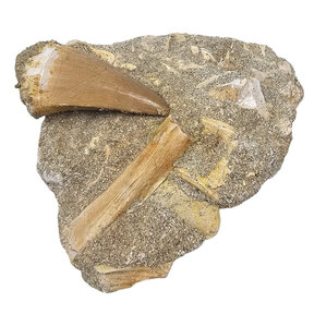 Mosasaurus tand met botfragmenten in matrix