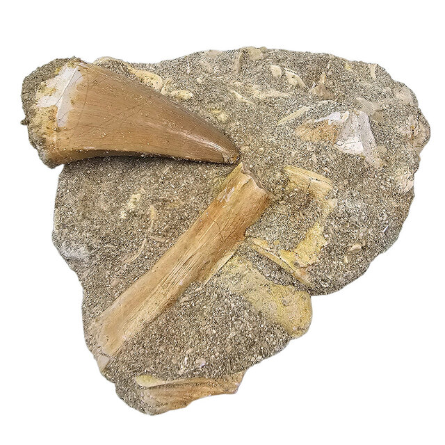 Tand van de mosasaurus in matrix