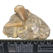 Tand van de mosasaurus in matrix