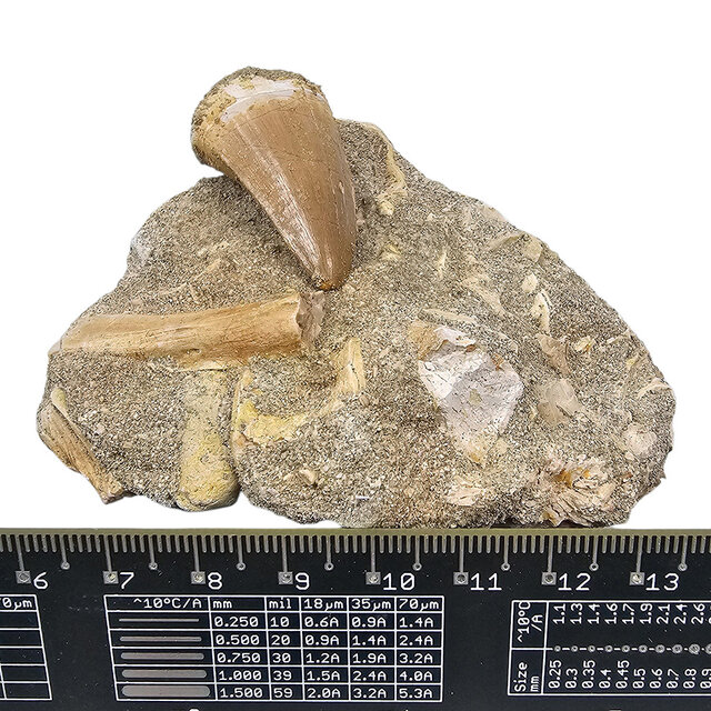 Tand van de mosasaurus in matrix