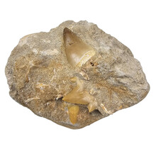 Tooth of the mosasaur in matrix