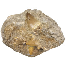 Mosasaur tooth with shark tooth in matrix