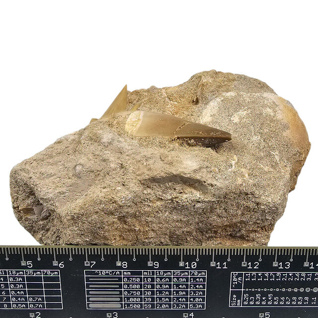 Tooth of the mosasaur in matrix