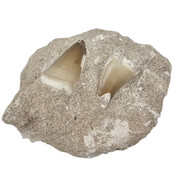 Tooth of the mosasaur in matrix