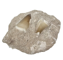 Tooth of the mosasaur in matrix