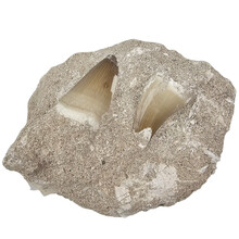 Mosasaurus tanden in matrix